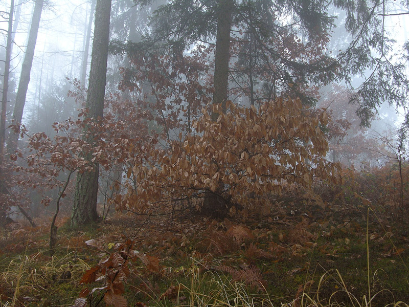 Atmosfere nel bosco......